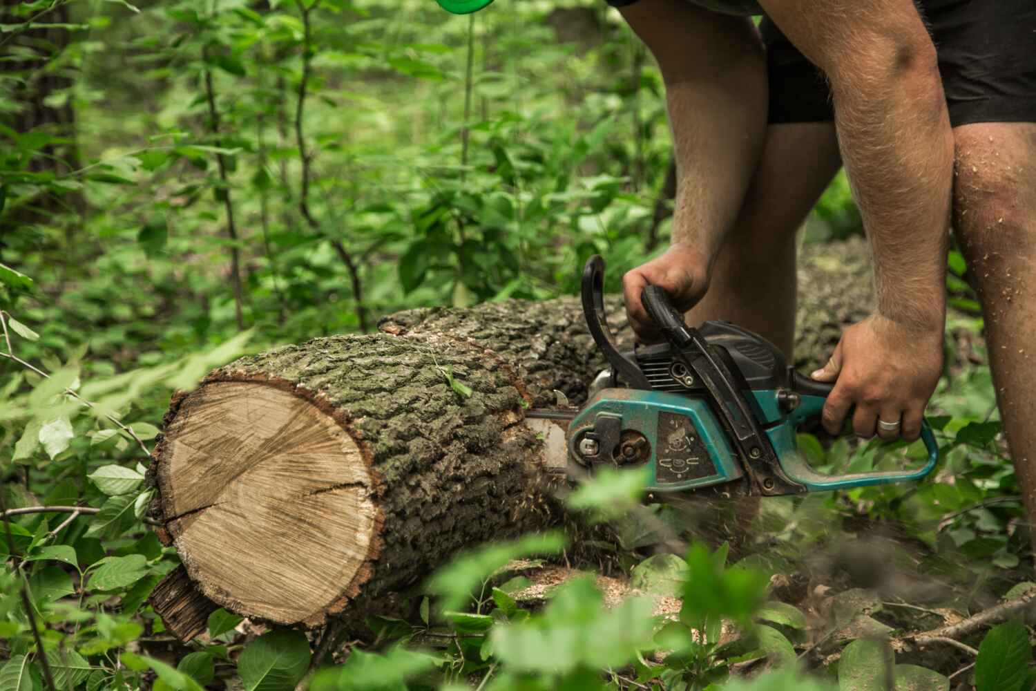 Best Stump Grinding Near Me  in Powell, AL